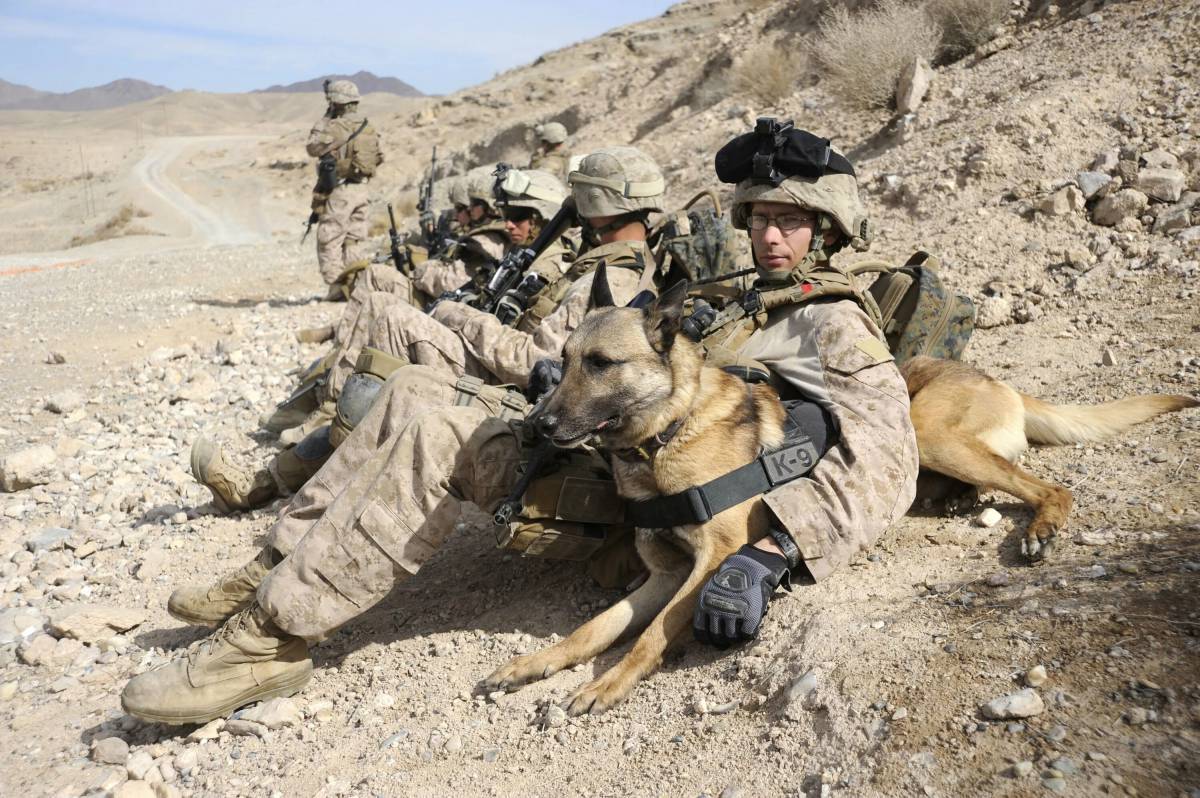 Собака военная #27