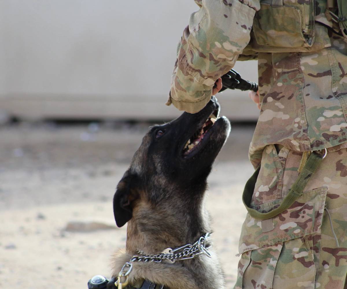 Собака военная #28