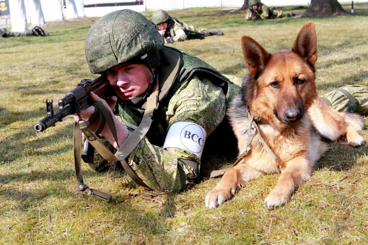 Собака военная #31