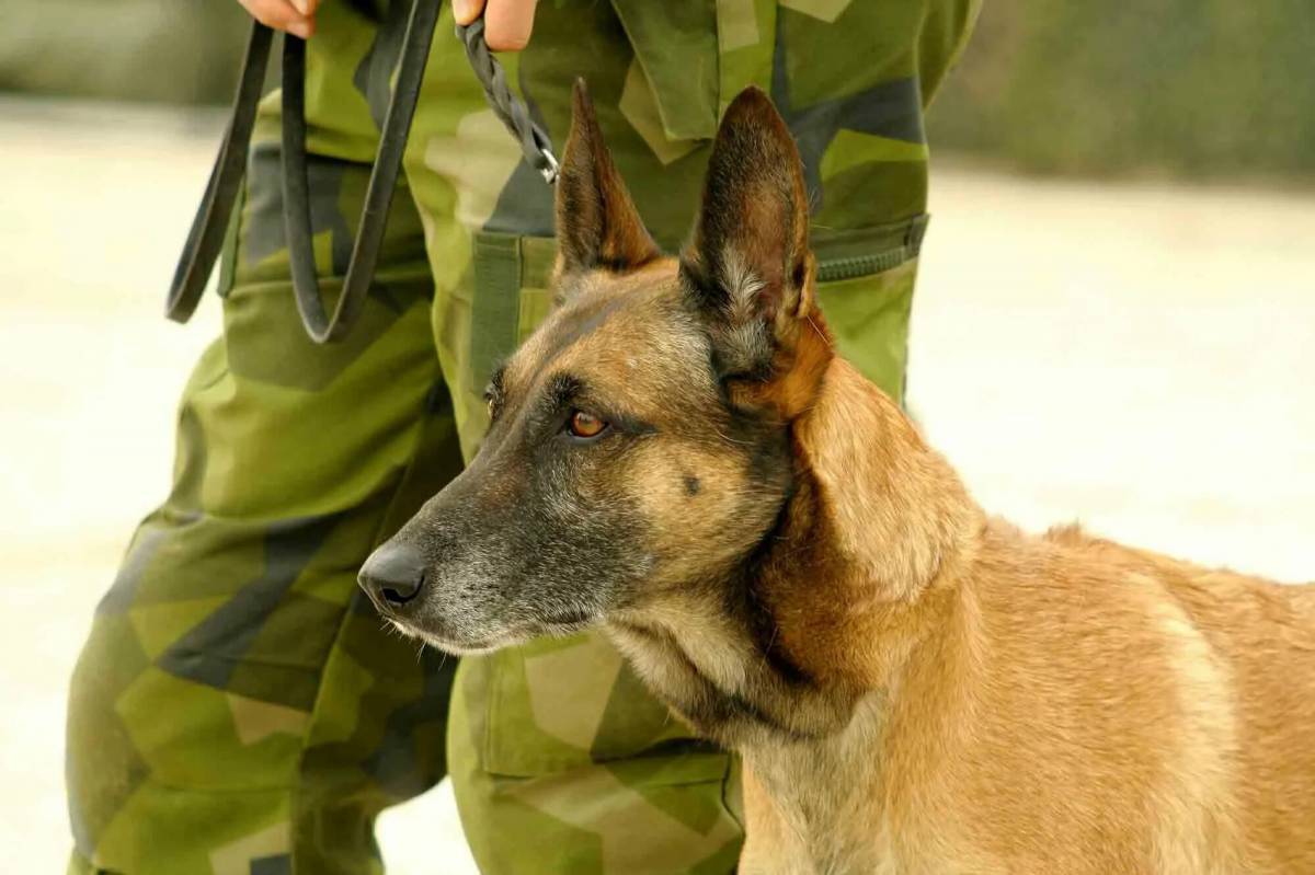Собака военная #32
