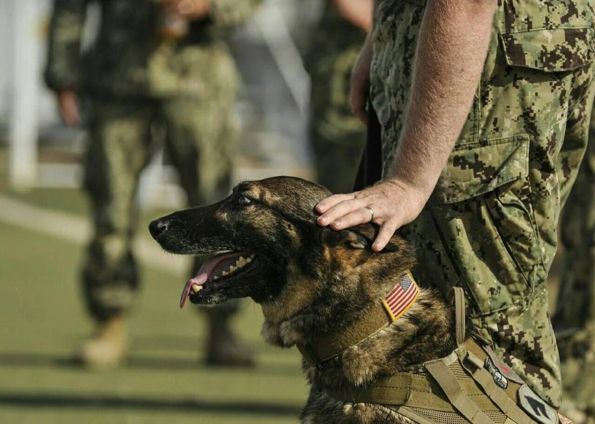 Собака военная #33