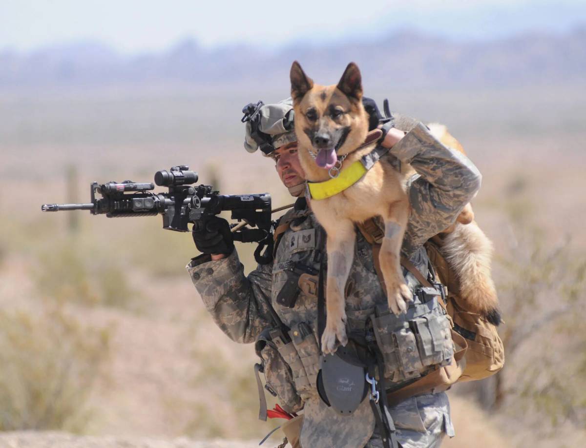 Собака военная #35