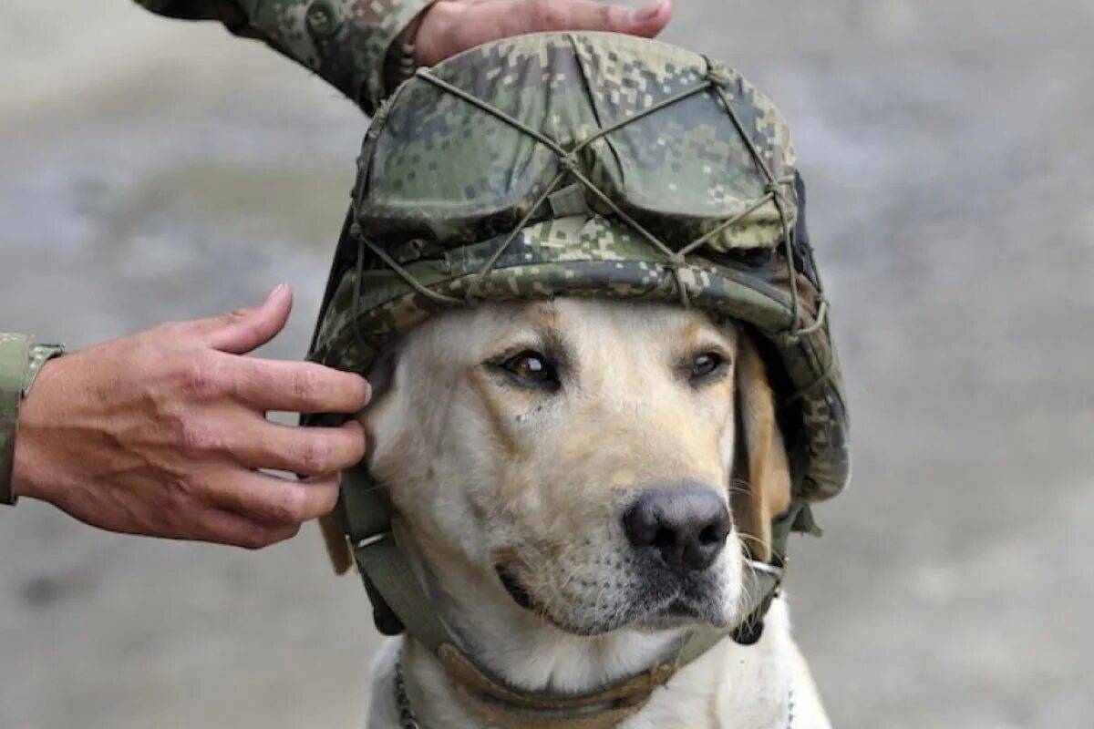 Собака военная #37