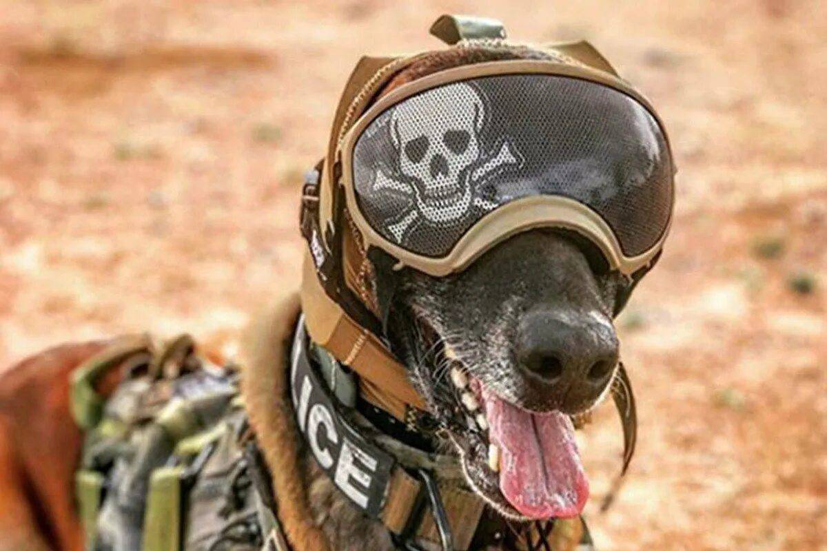 Собака военная #38