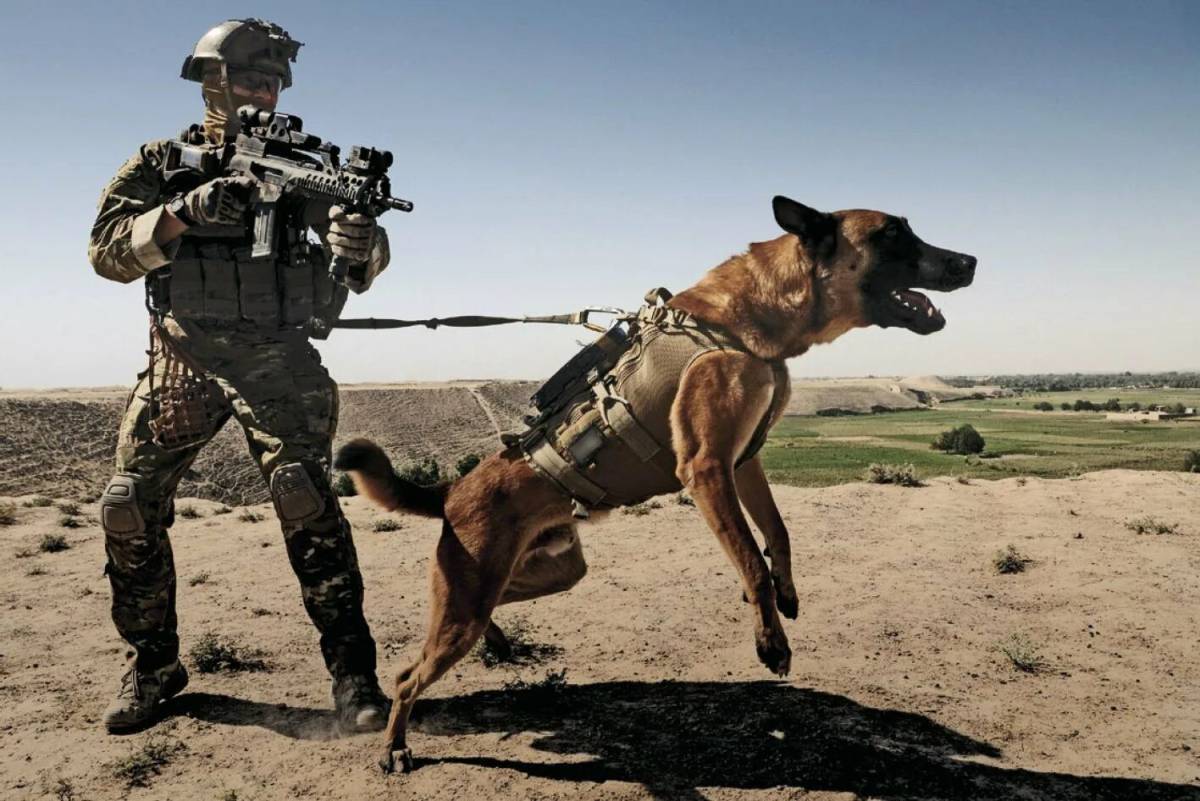 Собака военная #39