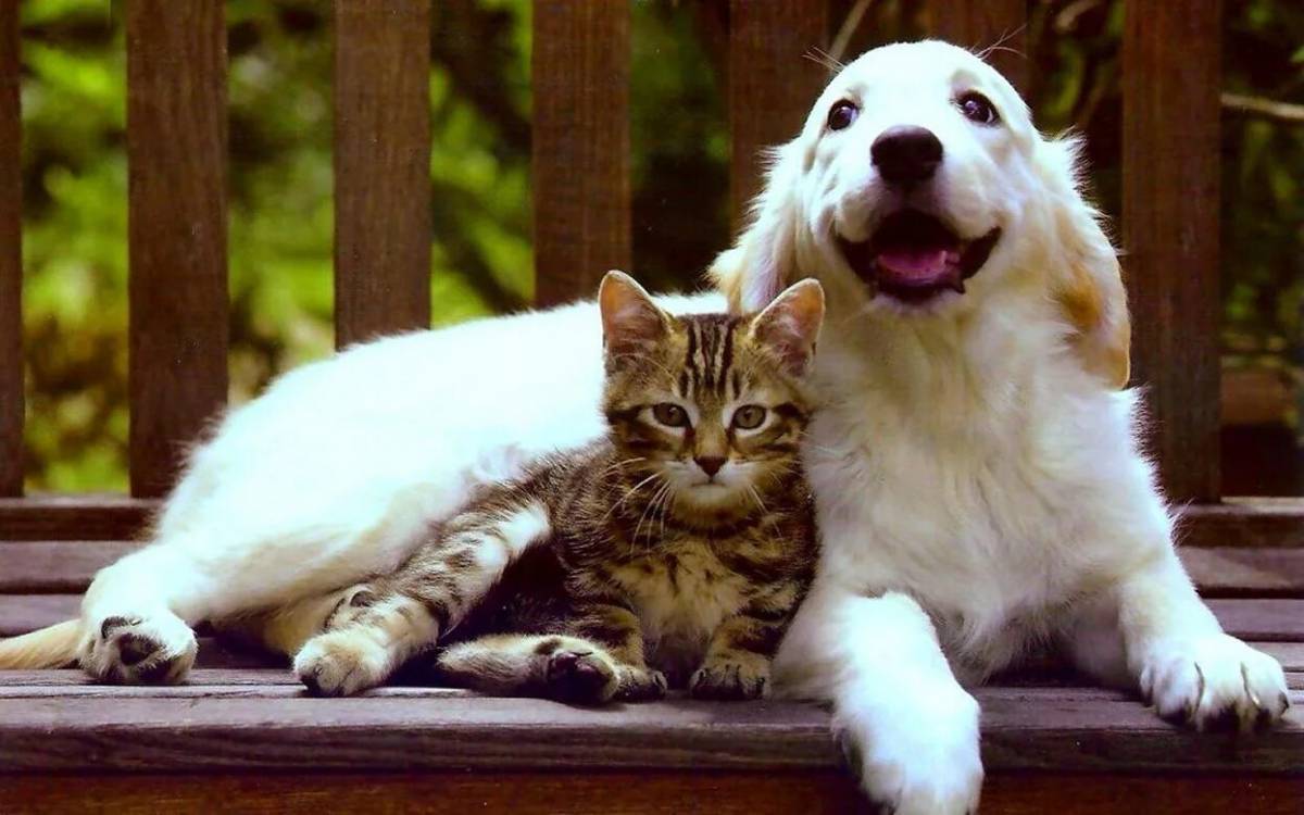 Собака и котик #7