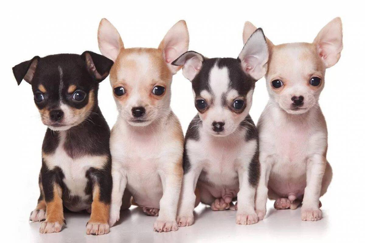 Мелкие породы собак до 5 кг. Порода собак чихуахуа. Порода собак чихуахуа чихуахуа. Порода собак чихуахуа щенки. Чихуахуа короткошерстные.