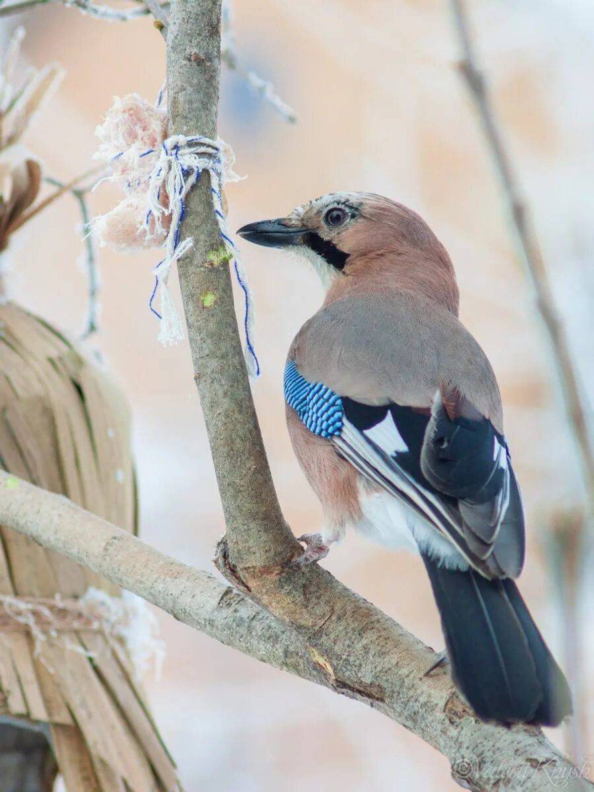 Какая лесная птица. Сойка garrulus glandarius. Птица Сойка Крымская. Сойка обыкновенная. Сойка Сибирская.