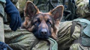 Раскраска солдат с собакой #11 #505001