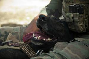 Раскраска солдат с собакой #32 #505022