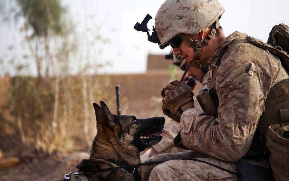 Солдат с собакой #5