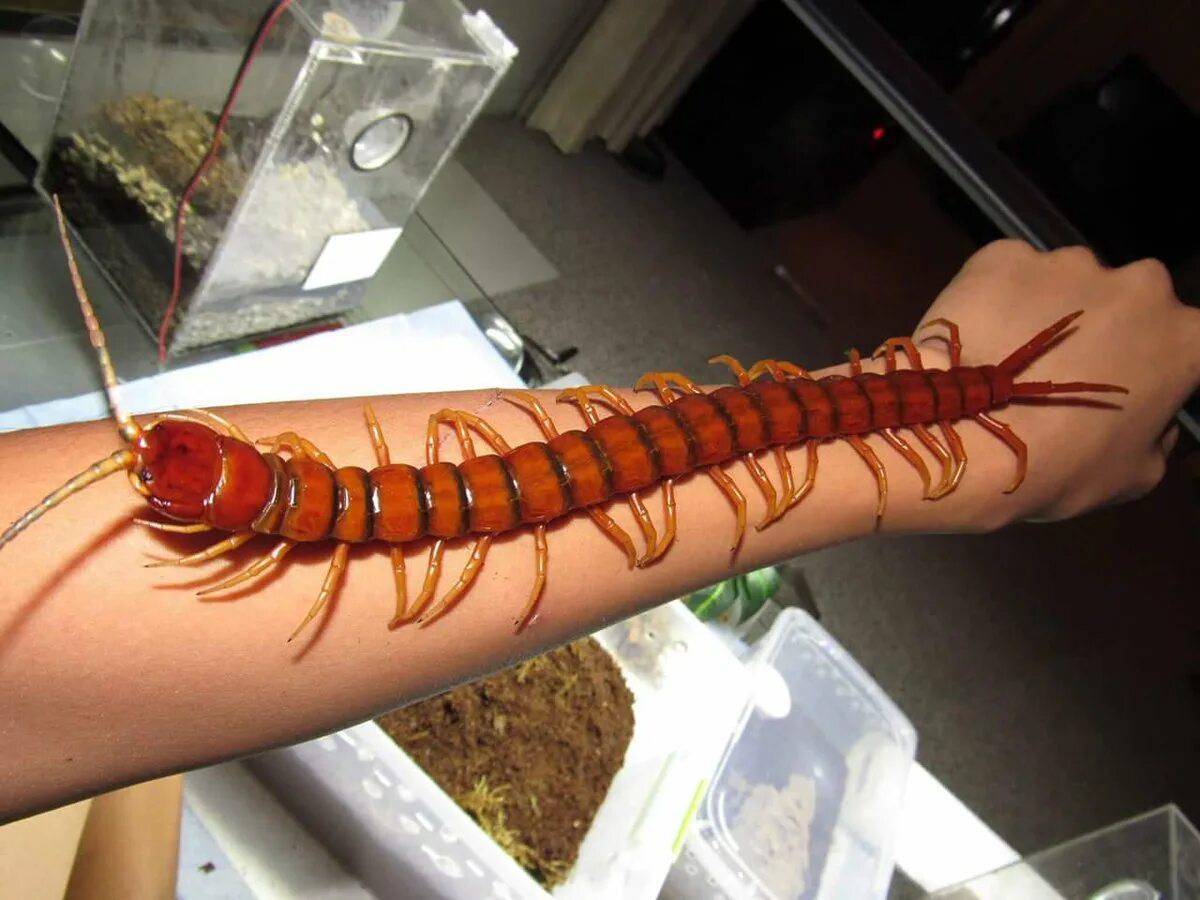 Scolopendra gigantea