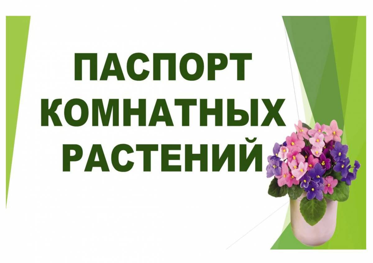 Комнатные растения в первой младшей группе. Паспорт комнатных растений. Паспортизация комнатных растений. Паспорт растений в подготовительной группе. Паспорт комнатных растений в детском саду для старше группы.