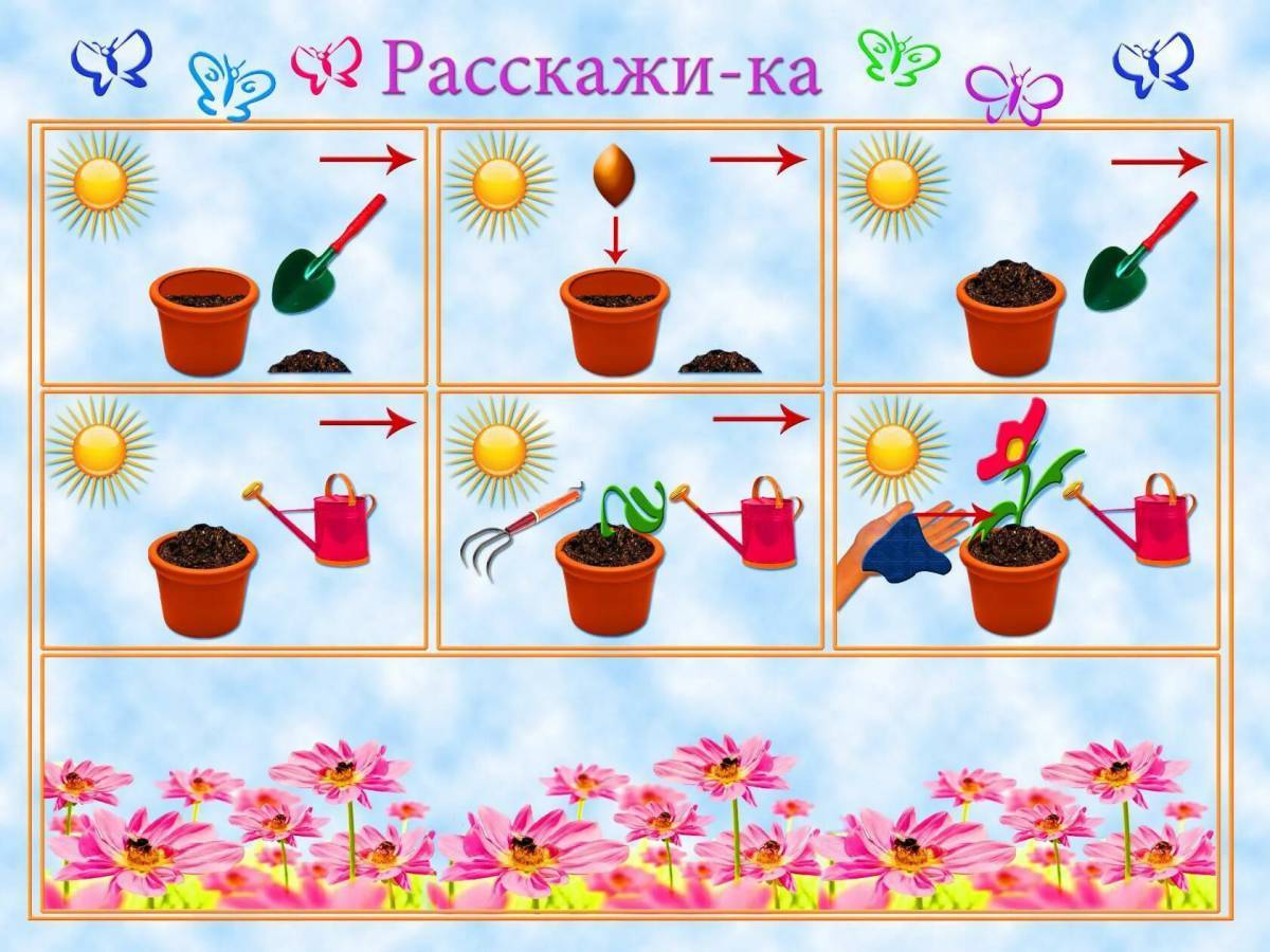 Презентация комнатные растения для дошкольников старшая группа