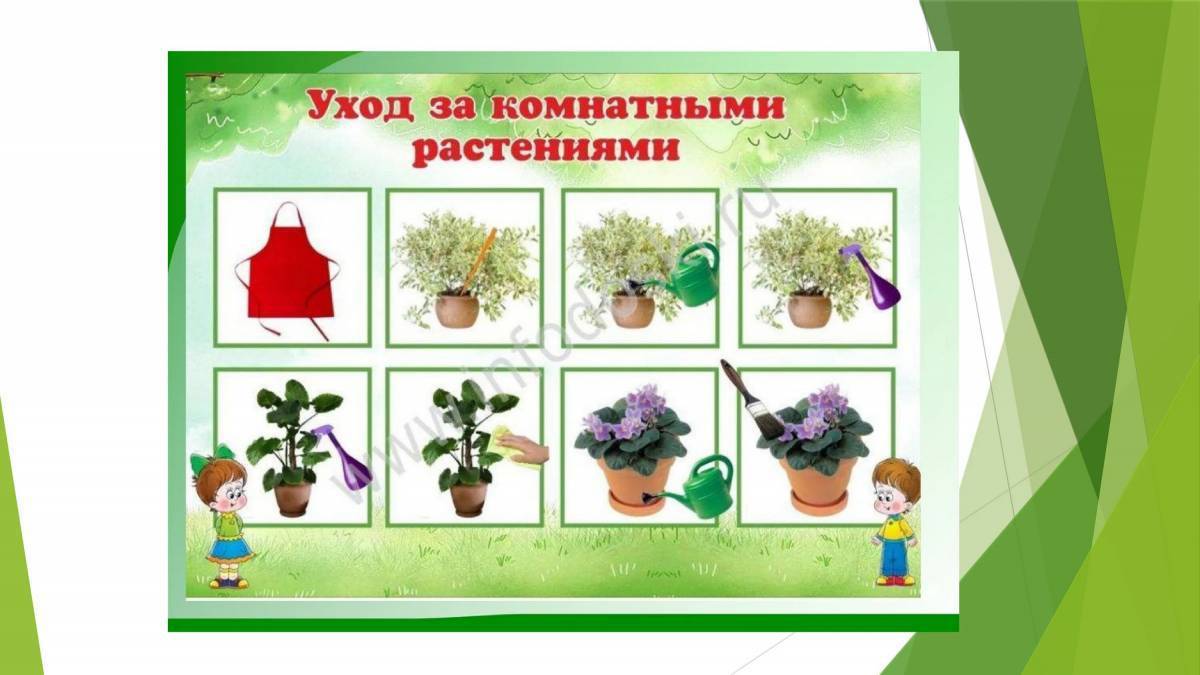 План комнатные растения старшая группа