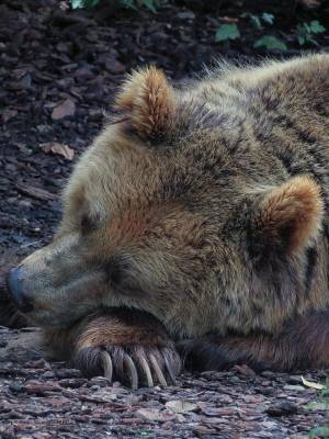 Раскраска спящий медведь #4 #510230