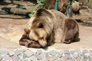 Раскраска спящий медведь #5 #510231