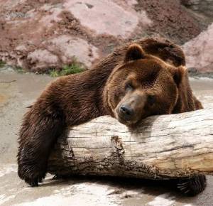 Раскраска спящий медведь #6 #510232