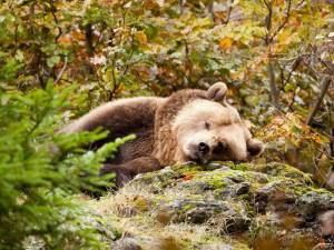Раскраска спящий медведь #12 #510238