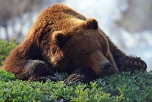 Раскраска спящий медведь #17 #510243