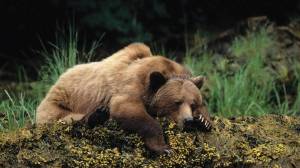 Раскраска спящий медведь #23 #510249