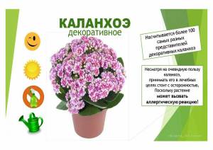 Раскраска старшая группа комнатные растения #5 #511185