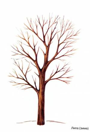 Раскраска ствол дерева для детей без листьев #35 #511363