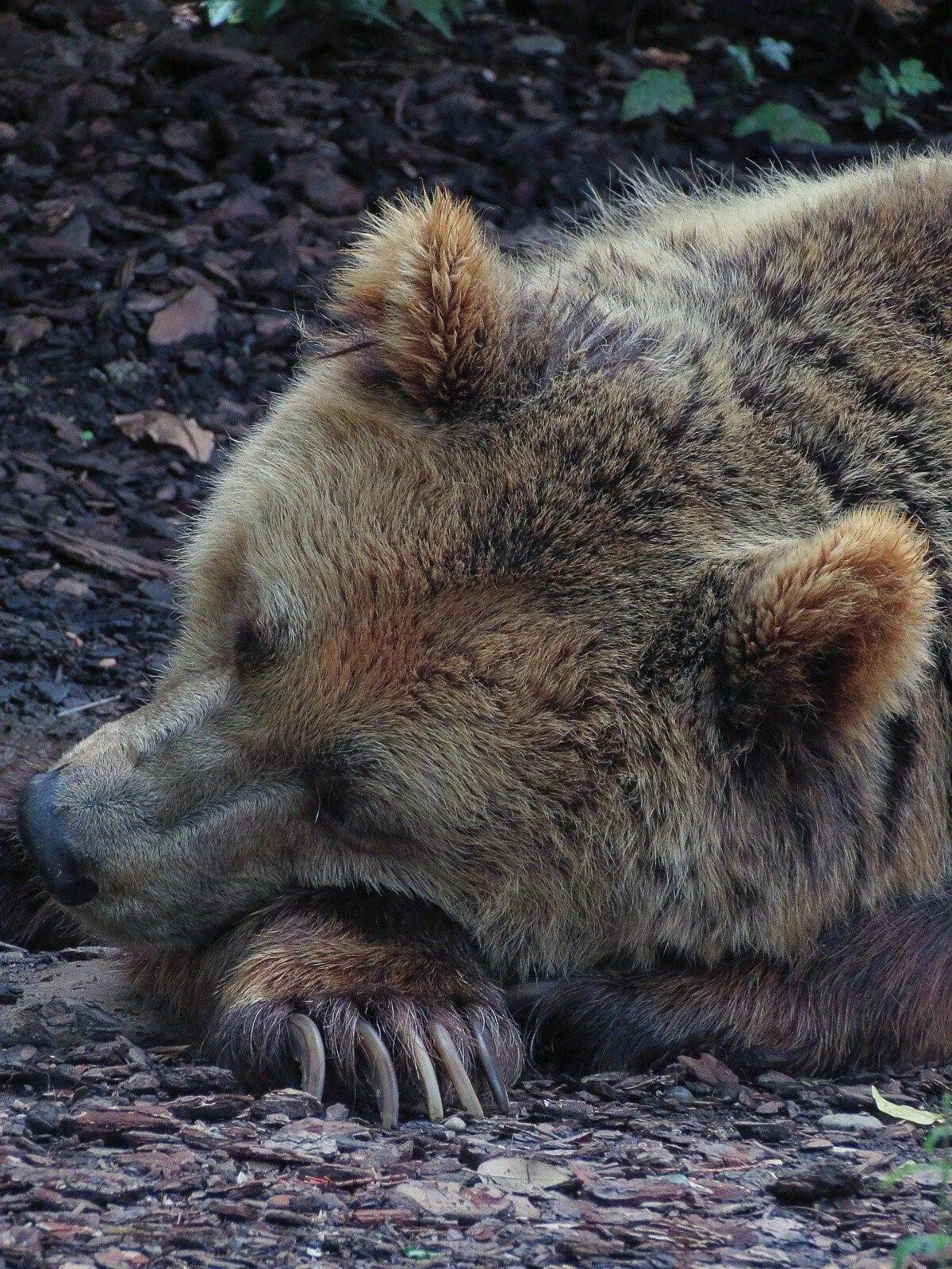 Спящий медведь #4