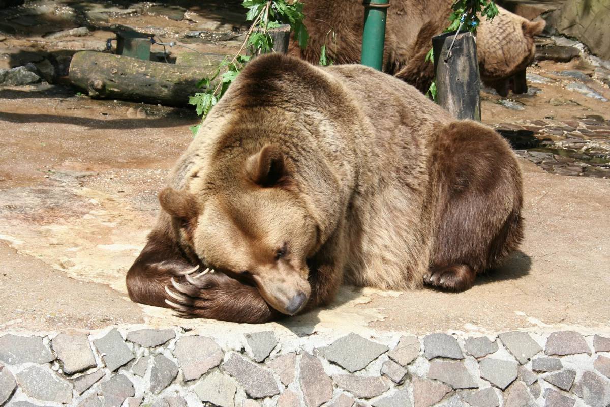 Спящий медведь #5