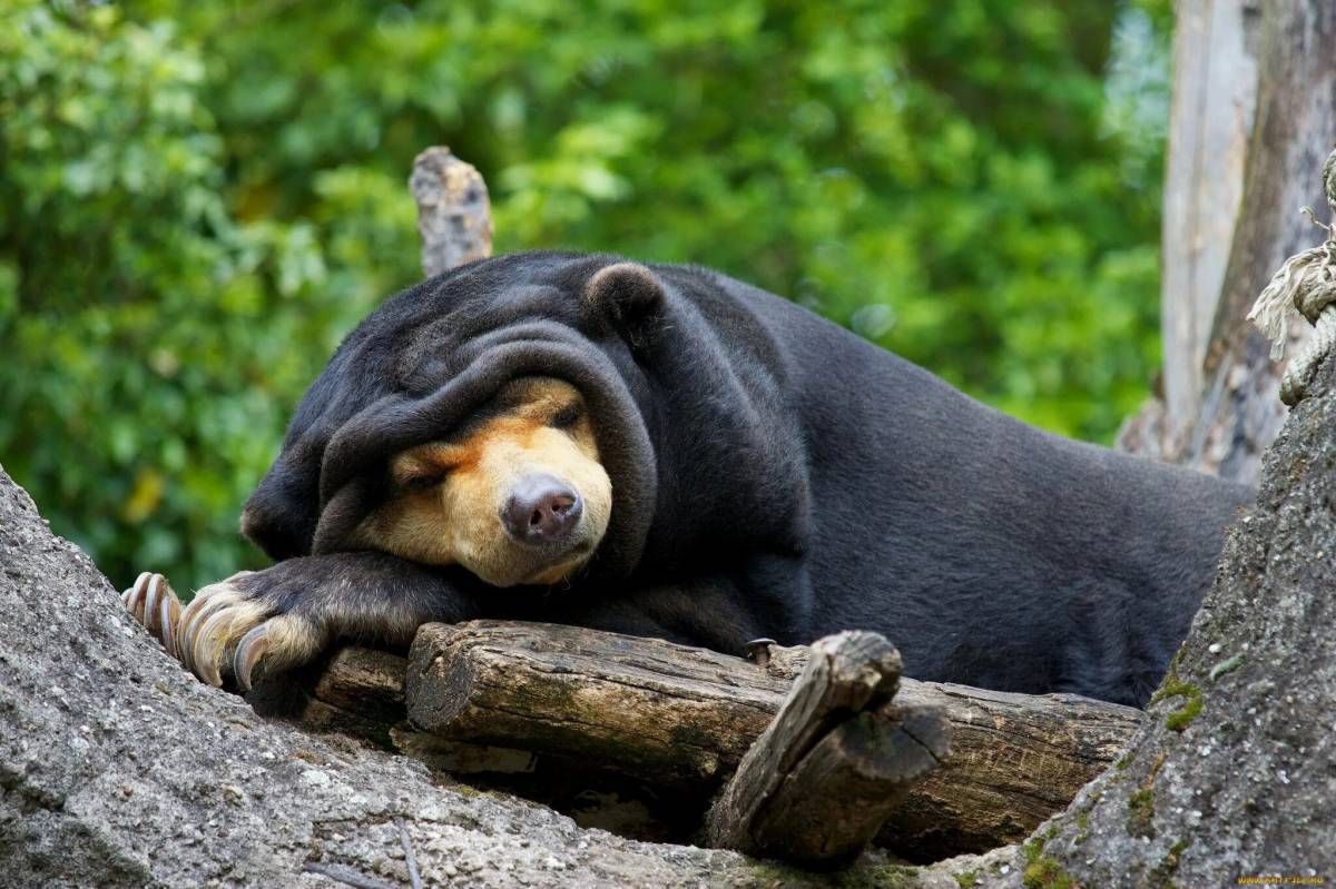 Спящий медведь #9