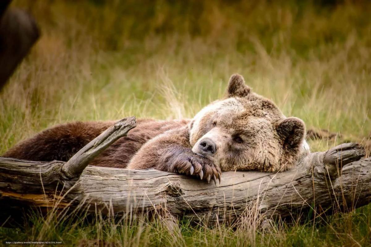 Спящий медведь #16