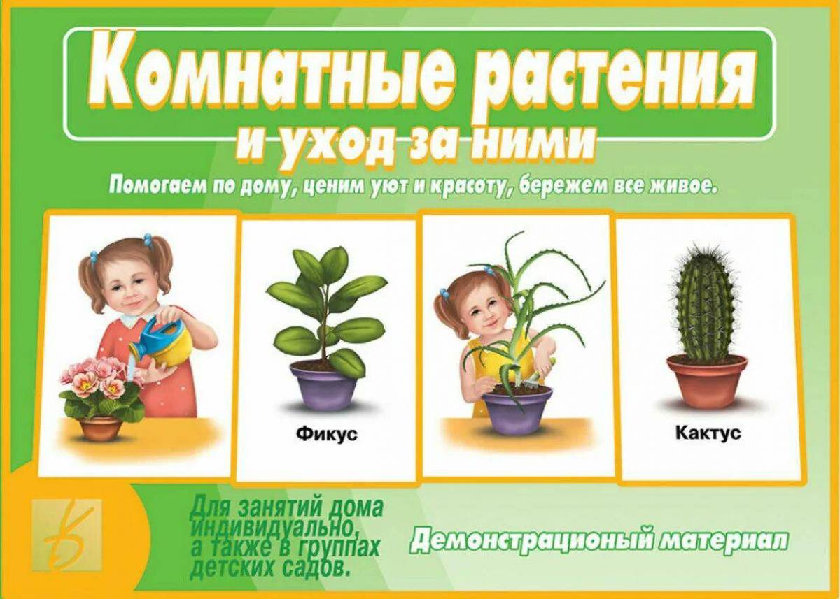 Картинки Старшая группа комнатные растения (38 шт.) - #13827