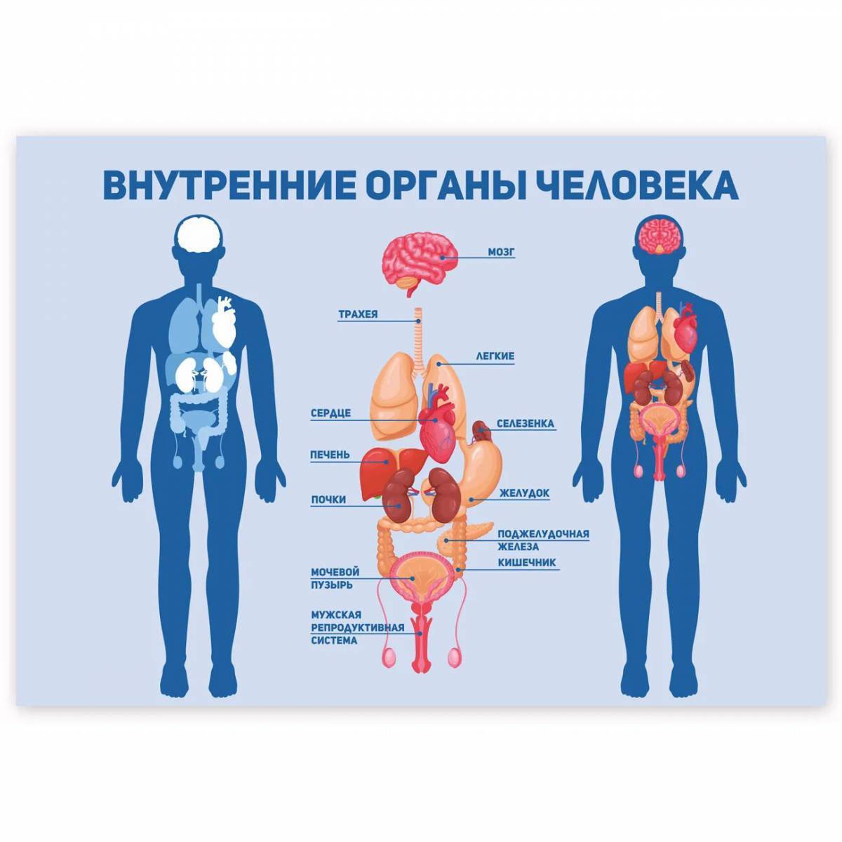 Тело человека рисунок анатомия с подписями органы