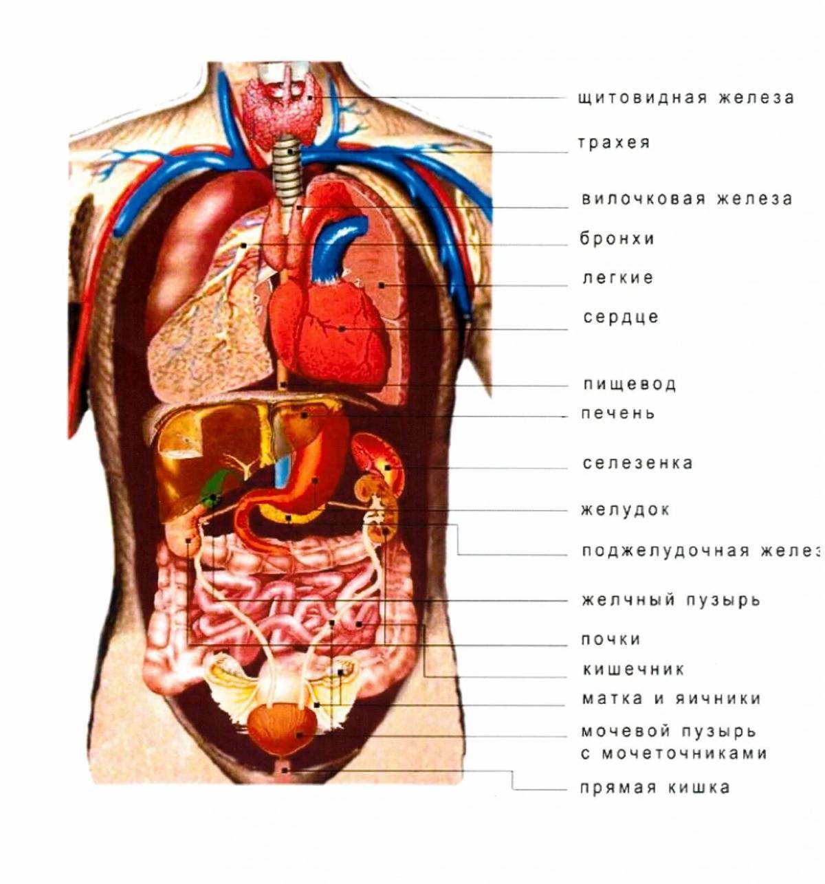 К какому отделу организма человека относится изображенный на рисунке орган сердце
