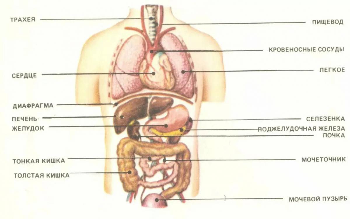 Строение организма в картинках