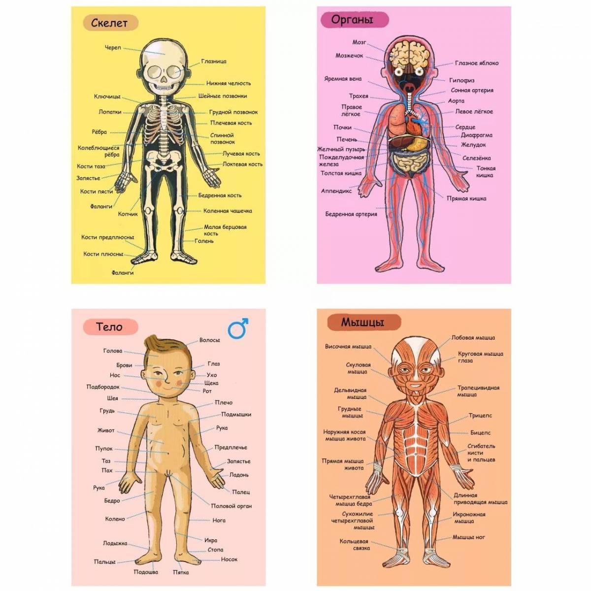 Строение тела человека для детей в картинках