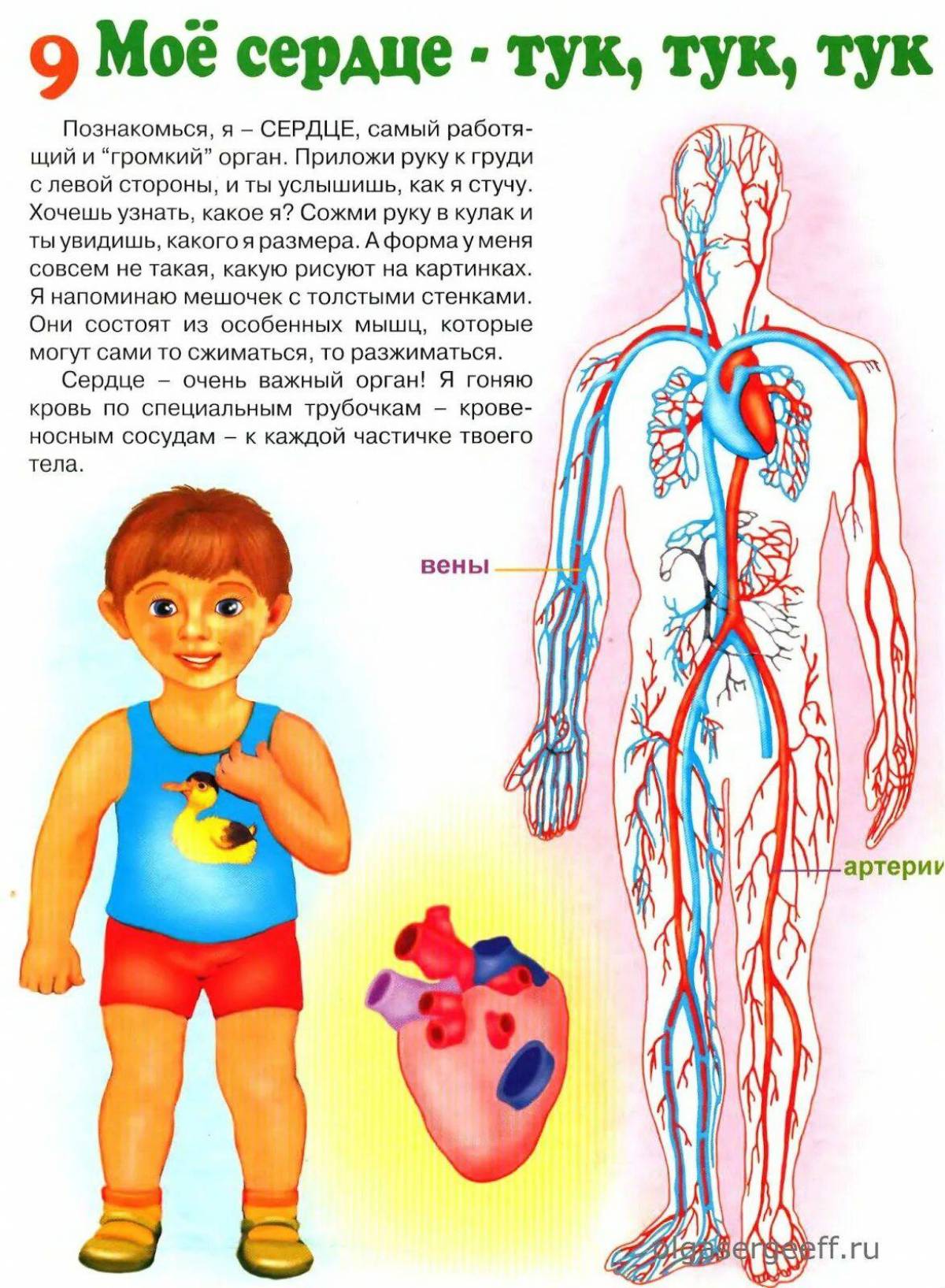 Тело человека картинки для дошкольников