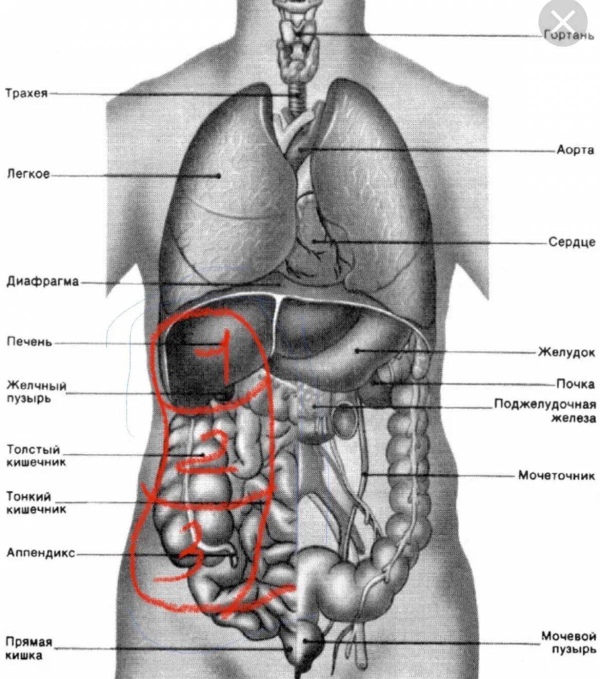 Человеческая сторона человека. Внутренние органы человека схема расположения. Расположение органов у человека сбоку. Строение внутренних органов человека слева спереди. Внутренности человека анатомия расположение.