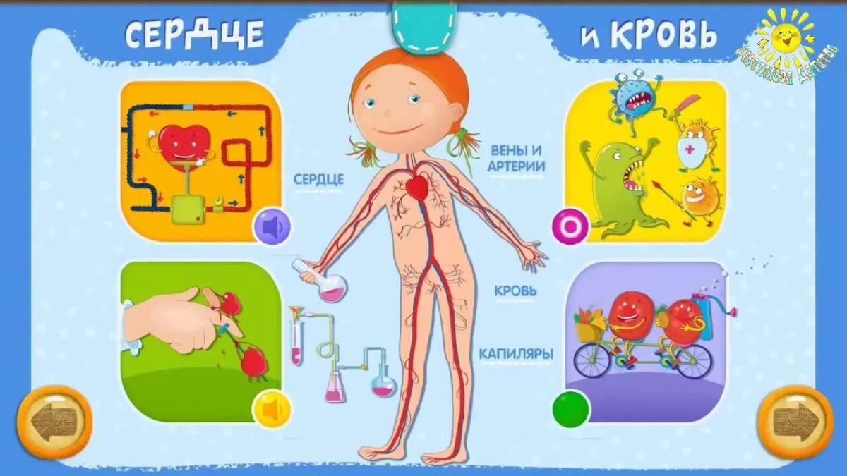 Строение тела человека для детей в картинках