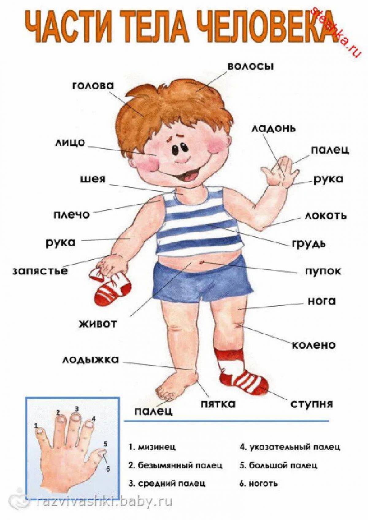 Строение тела человека для детей в картинках