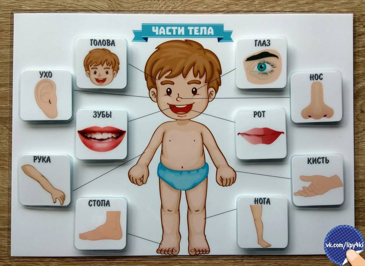 Картинки Строение человека для детей (38 шт.) - #6963