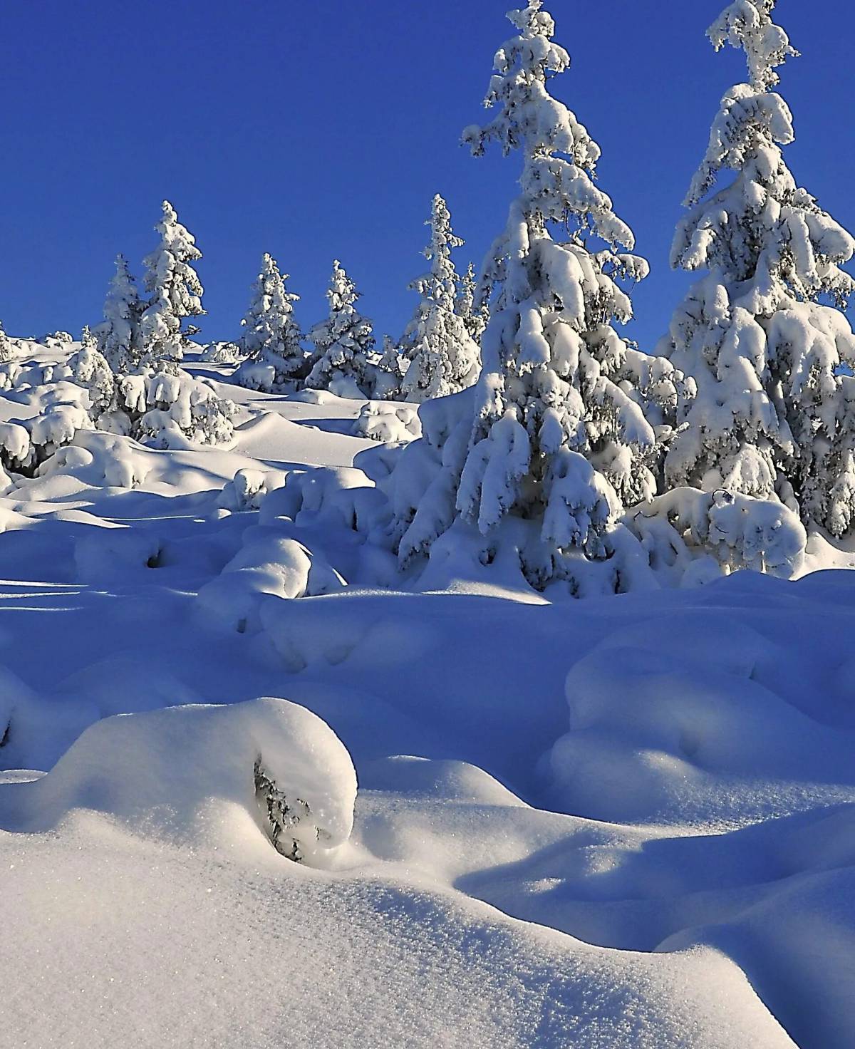 Зима. Снегр. Снег. Зима сугробы. Сугроб картина