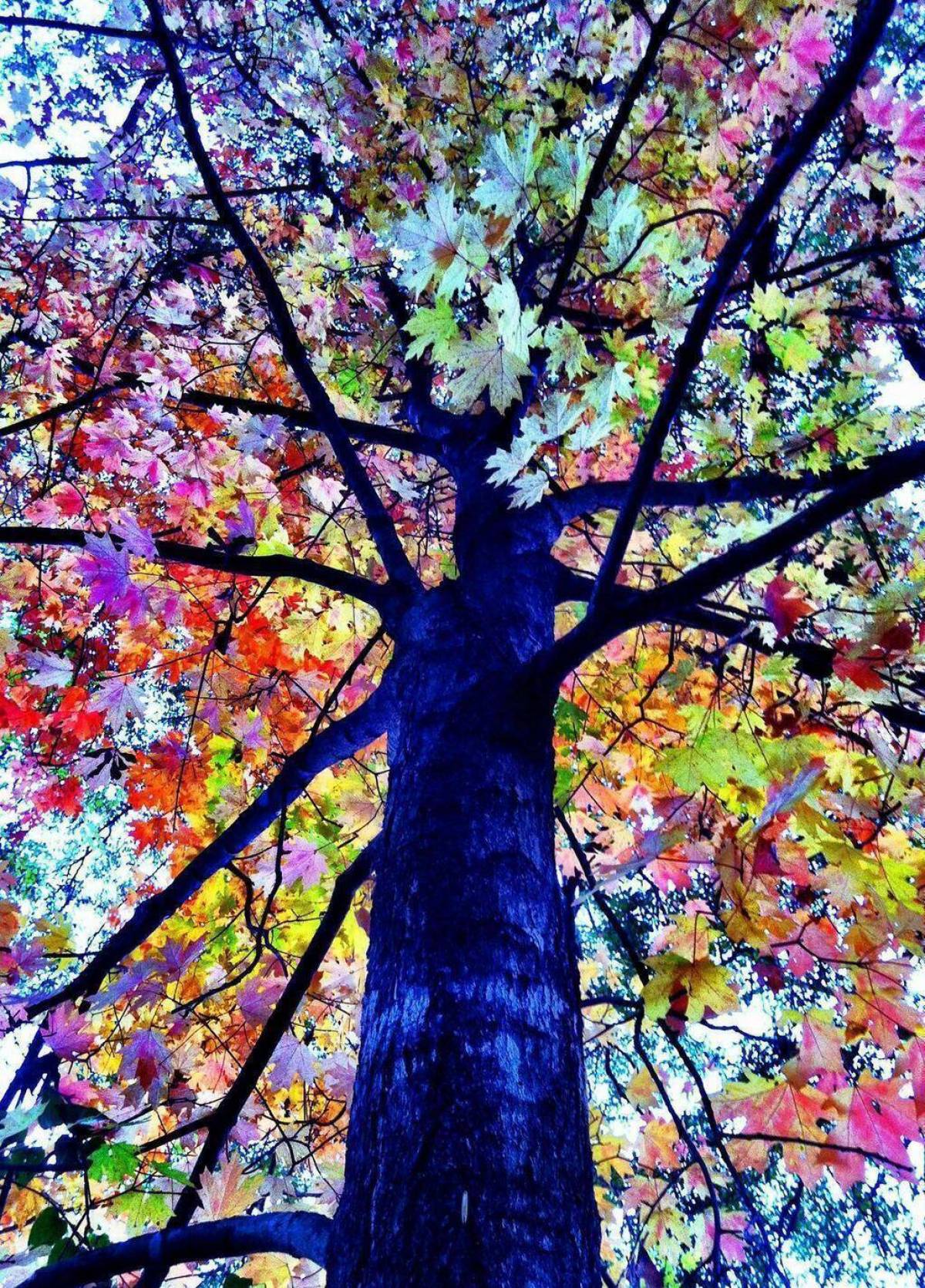 Tree colours