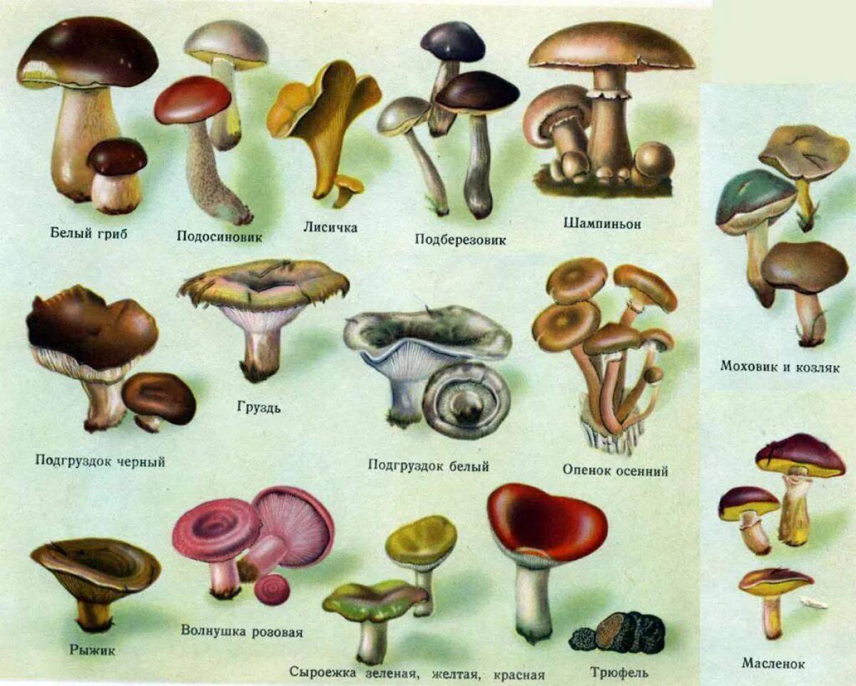 фотографии съедобных грибов