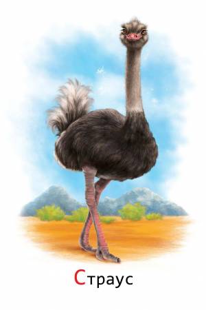 Раскраска страус для детей #1 #512873