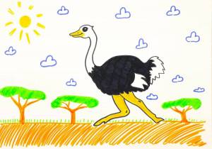 Раскраска страус для детей #16 #512888
