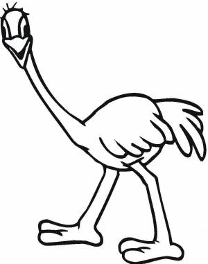 Раскраска страус для детей #29 #512901