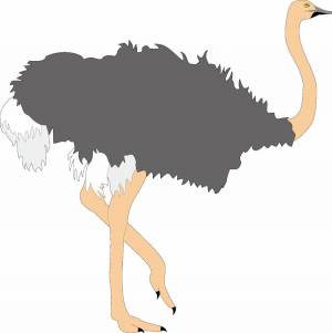 Раскраска страус для детей #32 #512904