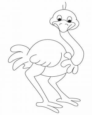 Раскраска страус для детей #33 #512905