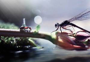 Раскраска стрекоза и муравей #7 #513129